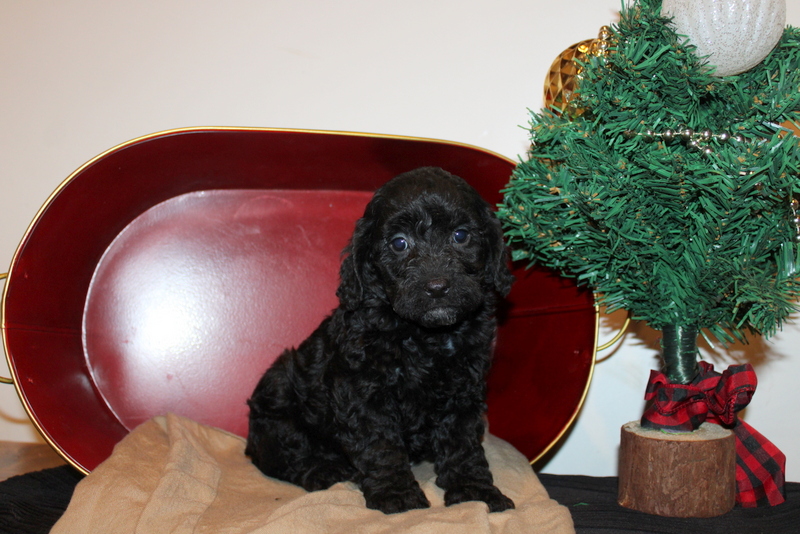 puppy, for, sale, Cava-Poo, Matthew B. Stoltzfus, dog, breeder, Gap, PA, dog-breeder, puppy-for-sale, forsale, nearby, find, puppyfind, locator, puppylocator, aca